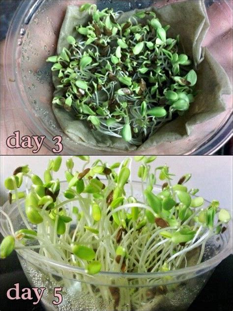 Growing Sprouts The Easiest Way Use An Old Food Container Wet Paper