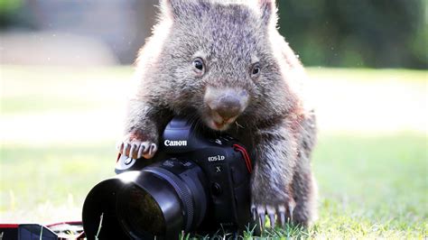 Paradise Country Wombat Do You Have A Name For This Cute Critter The Courier Mail