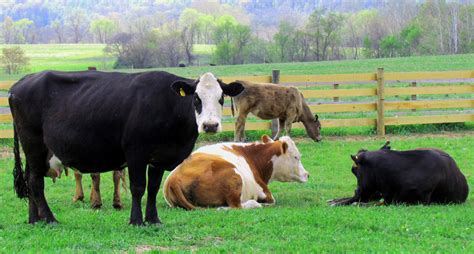 Bull Calf And Dairy Cows On Nj Farm Loves Photo Album