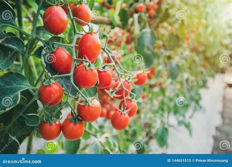 red tomatoes plant growth in organic greenhouse garden ready to harvest stock image image of