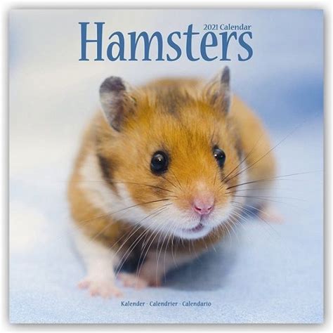 Hamsters Hamster 2021 Von Avonside Publishing Kalender Portofrei