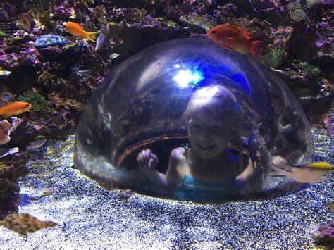 Sealife Aquarium Or Odysea Aquarium Which Is Best Phoenix With Kids