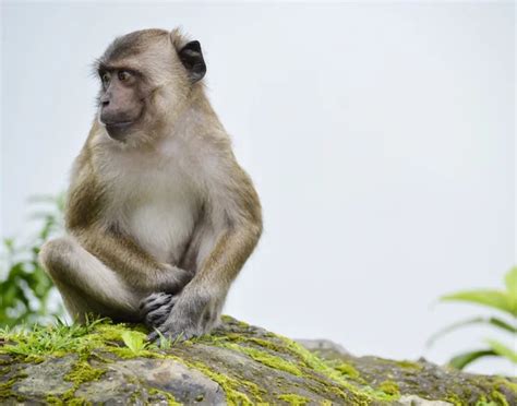 Monkeys In The Jungle — Stock Photo © Spetenfina 82593788