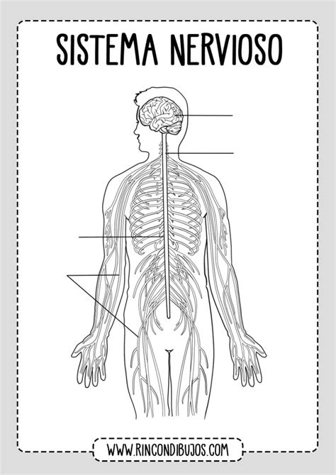 Partes Del Sistema Nervioso Fichas Explicativas