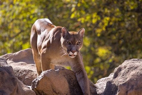 Terrifying Video Shows Moment Hiker Realizes He S Being Watched By Cougar