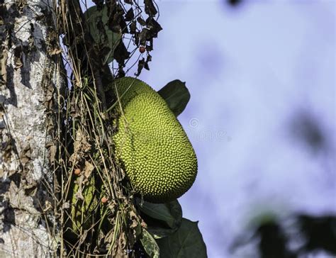 Organic Jackfruit Or Jack Fruit Hanging From Tree Stock Image Image