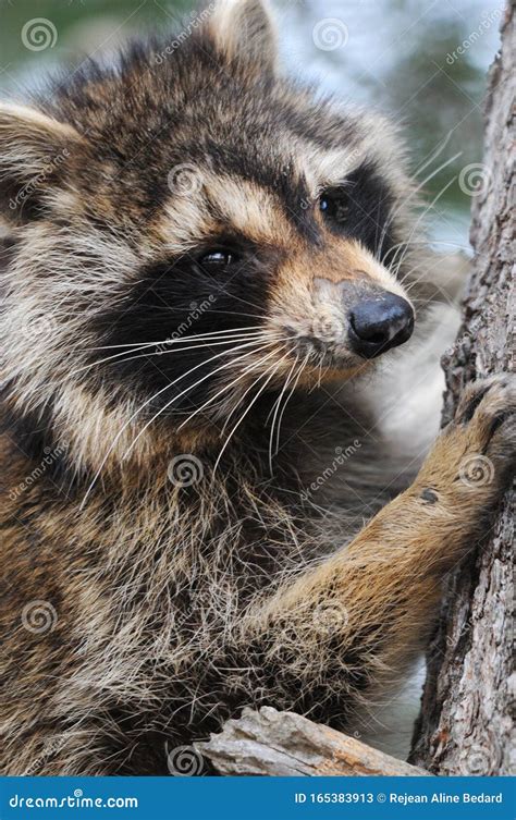 Raccoon Animal Animal Stock Photos Raccoon Animal Head Close Up