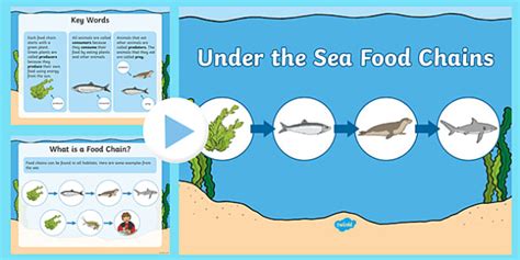 What Decomposers Live In The Ocean Teaching Wiki Twinkl