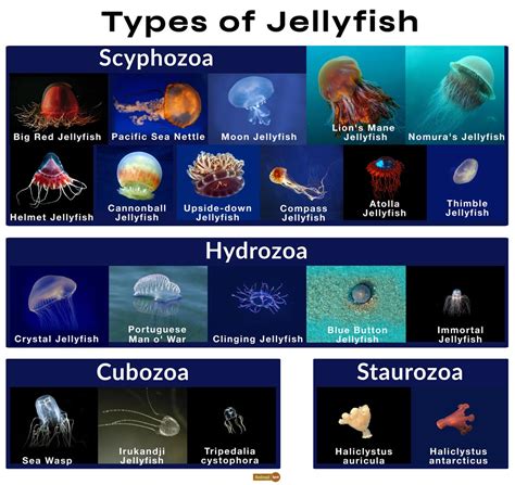 Australian Box Jellyfish Size Comparison