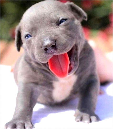 Adooooooorable Pitbull Pup Do You Love Cute Dogs Like This