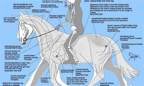 Horseback Riding Tips Archives Horseback Riding Information And Facts