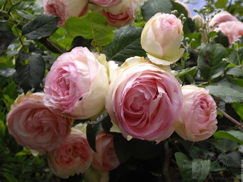 Full Blown Rose Pierre De Ronsard Beautiful Flowers Garden Beautiful