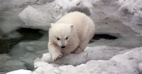 White Wolf Adorable Moment Polar Bear Cub Plucks Up The Courage To Go