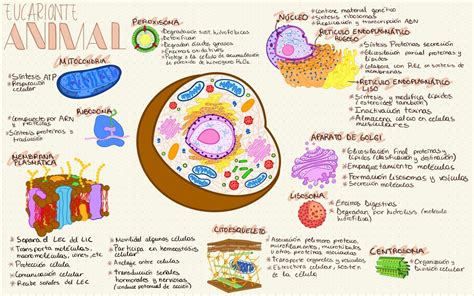Célula Eucarionte Animal Ribosomas Mitocondria Celulas
