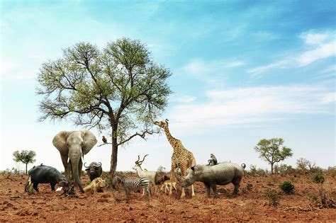 African Safari Animals Meeting Together Around Tree Photograph By Good