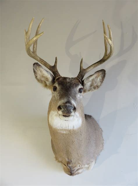 Whitetail Deer Shoulder Mount W 128m Mounts For Sale