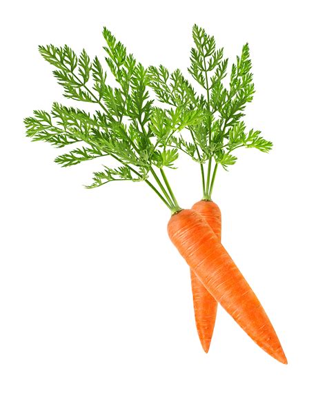 Baby Carrot Clip Art Carrot Png Download 14001750 Free