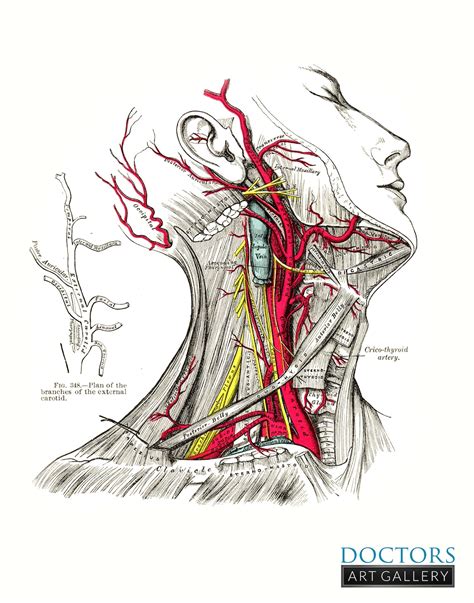 Carotid Artery Neck Muscle Grays Anatomy Art Print Etsy