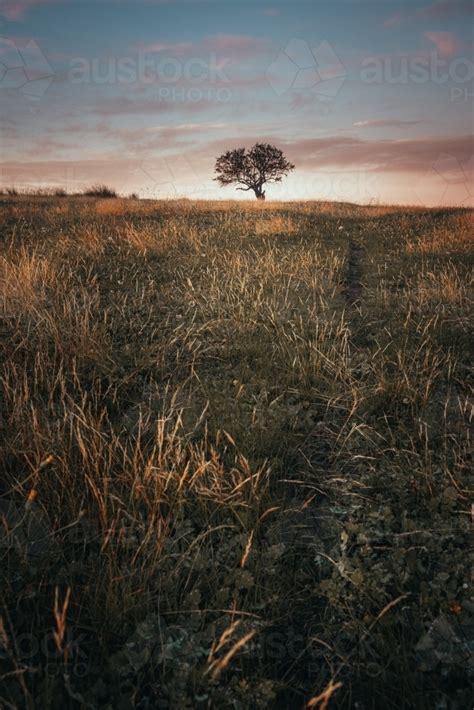 Image Of Lonely Tree In An Ethereal Field At Sunrise Austockphoto