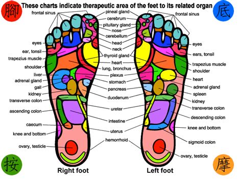 Print Your Own Foot Massage Chart Herbalshop