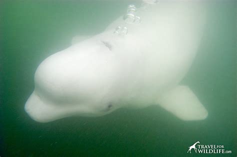 Four Beluga Facts Travel For Wildlife