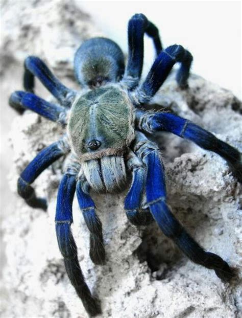 The cheapest offer starts at £10. 17 Best images about Blue spiders on Pinterest | Trees ...