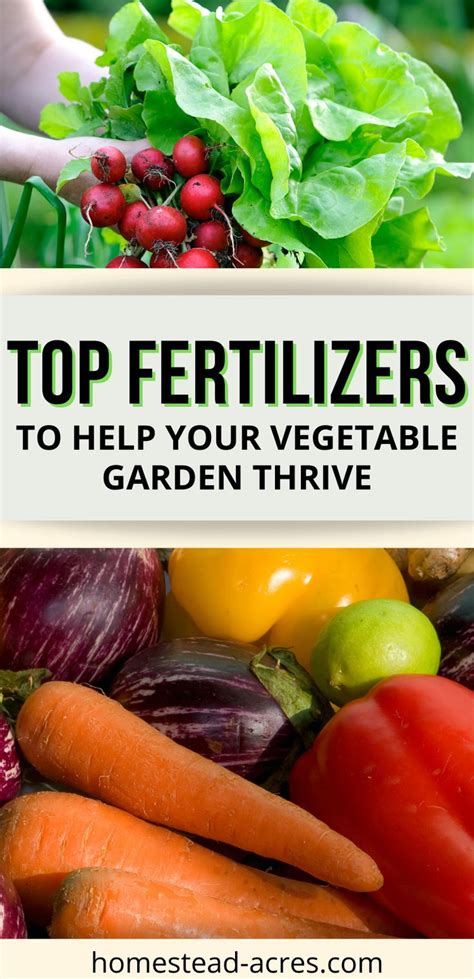 10 Best Organic Fertilizers For Your Vegetable Garden Organic
