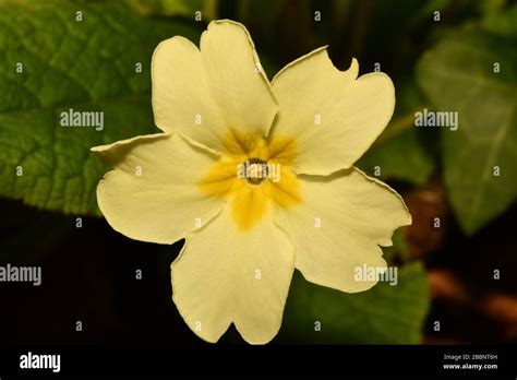 Primrose Primula Vulgaris Close Up Of Centre Of Flower Showing Thrum