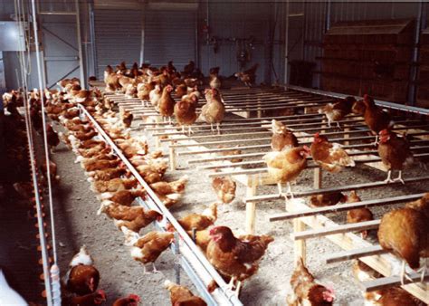 Chicken Egg Layer Industry Poultry Hub Australia