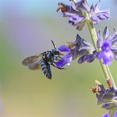 tweet : 「幸せを呼ぶ」青い蜂（ハチ）？