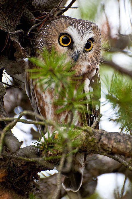 55 Northern Saw Whet Owls Ideas Saw Whet Owl Beautiful Owl Owl