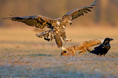 Amazing Sight Of Two White Tailed Eagles Battling It Out Over Red Fox