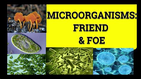 Class 8 Science Chapter 2 Microorganisms Friend And Foe Youtube