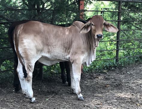 1 Registered Red Brahman Heifer Oklahoma