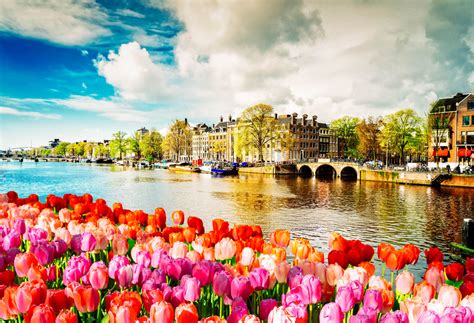 best days of the week to visit amsterdam amsterdam tulipanes pays planetware arcoíris