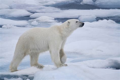 Πολική αρκούδα Μπορεί να πλησιάσει άνθρωπο σε απόσταση αναπνοής