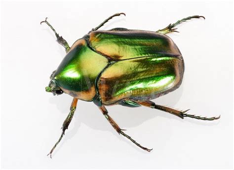 The evolution of winged insects revolutionized terrestrial ecosystems and led to the largest animal radiation on earth. Iridescent June Beetle | Insects, June bug, Search and rescue