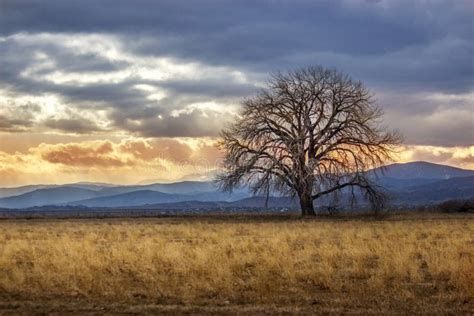 Lone Tree Sunset Stock Photo Image Of Colorful Beautiful 50309768