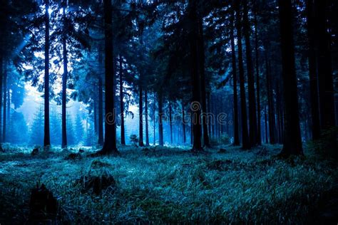 Night Forest Stock Image Image Of Branch Foliage Season 23345773