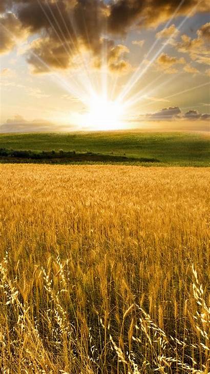 Sunset Golden Wheat Field Devices Ios