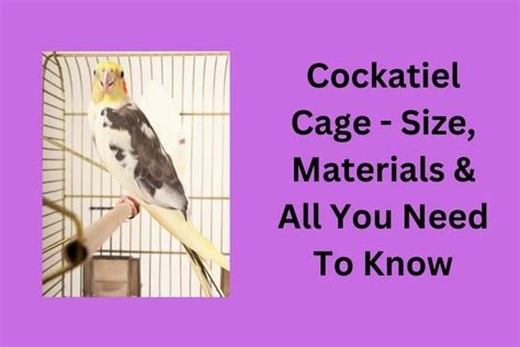 Cockatiel Cage Size Materials All You Need To Know
