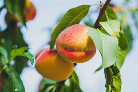 Two Ripe Peaches Weigh On Tree Branch Stock Photo Image Of Light