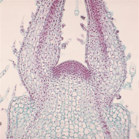 Coleus Stem Tip Ls 12 µm Near Median Microscope Slide