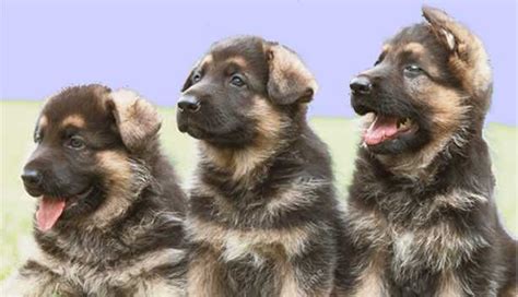 You can take steps to encourage them to naturally if your shepherd is just a puppy then floppy ears are common and they could be standing upright in just a few weeks. German Shepherds, Pictures, Feeding & Training, Health ...