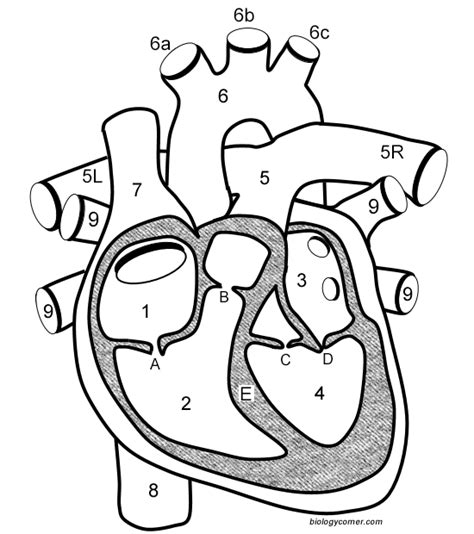 Cardiovascular System Coloring Pages Coloring Home