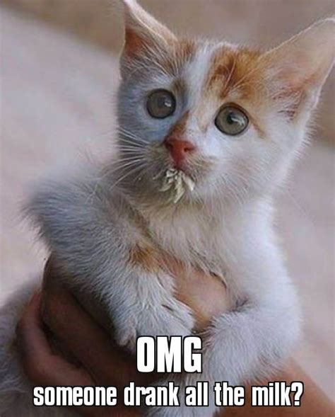Kitten Milk Face Meme
