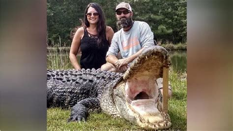 Mammoth 800 Pound Gator Caught In Lake Marion Wach