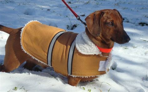 Reader Natasha Brooke Emailed This Picture Of Oscar The Dachshund