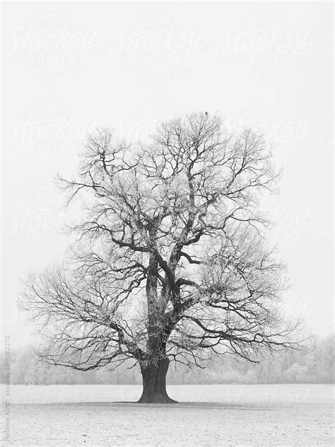 Oak Tree In Winter Gallery Memorialtattoosmum Oak Tree Drawings Oak