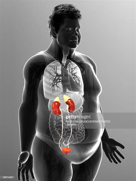 Male Urinary System Illustration High Res Vector Graphic Getty Images